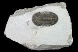 Bargain, Scabriscutellum Trilobite - Morocco #142180-1